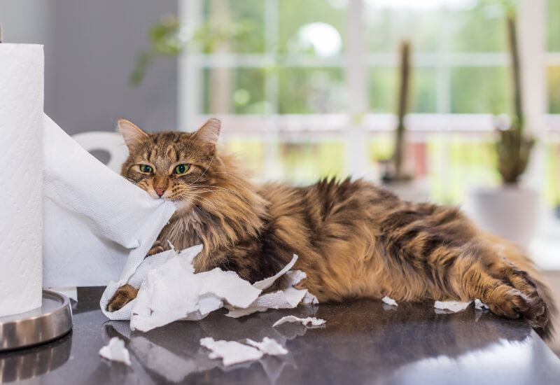 How to keep cat clearance off counters when not home