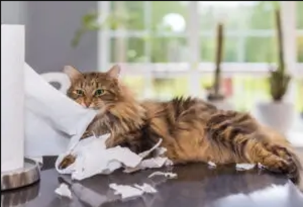Long-haired cat on kitchen countertop near paper towels